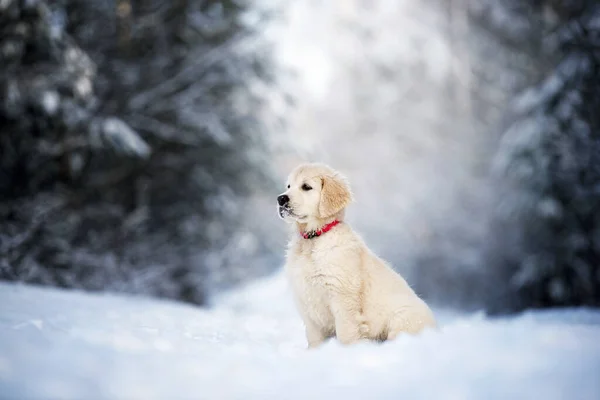 Golden Retriever Cachorro Sentado Bosque Invierno Nieve — Foto de Stock