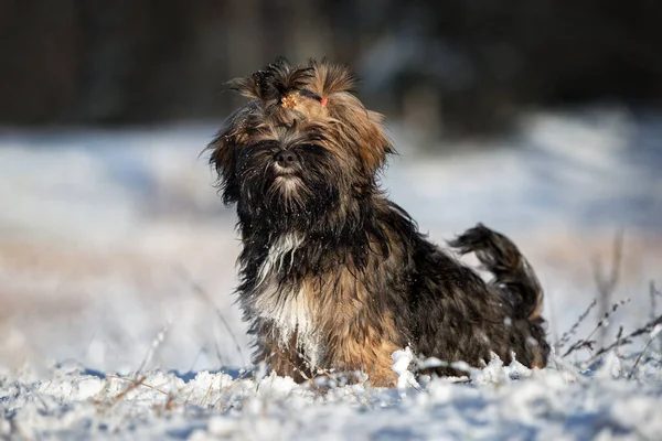 Hnědá Lhasa Apso Štěně Sedí Sněhu Venku — Stock fotografie