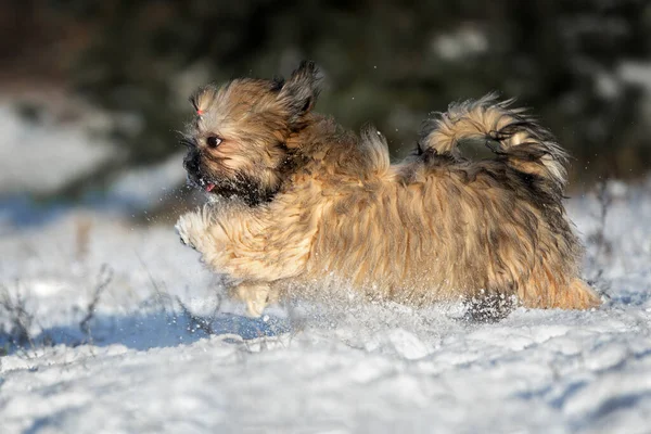 Happy Fluffy Lhasa Apso Puppy Running Snow Outdoors — Stock Photo, Image