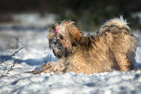 Lhasa Apso Κουτάβι Παίζει Εξωτερικούς Χώρους Χειμώνα — Φωτογραφία Αρχείου