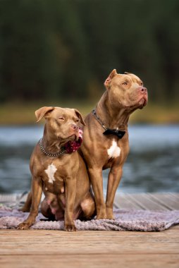 İki Amerikan pitbull köpeği birlikte poz veriyor.