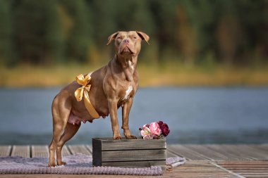 hamile amerikan pitbull terrier köpek resmi açık havada bir kurdeleyle