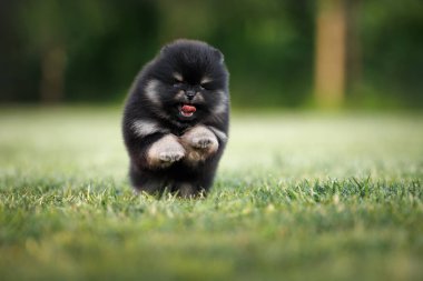 Mutlu siyah ve ten rengi Pomeranya köpekleri çimenlerde koşuyor.