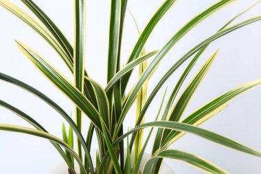 Beyaz zemin üzerinde bir saksı içinde oryantal orkide