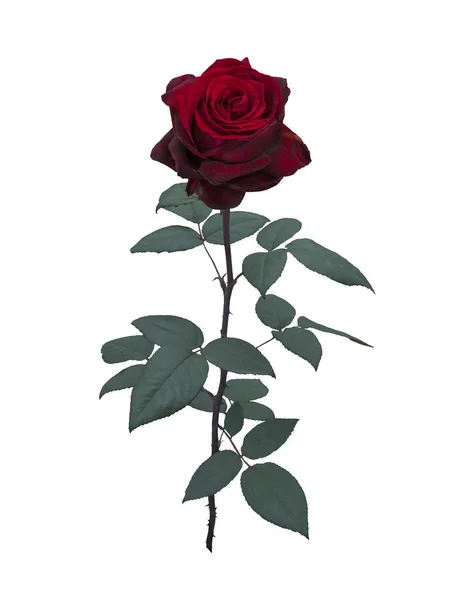 Dunkelrote Rose — Stockfoto