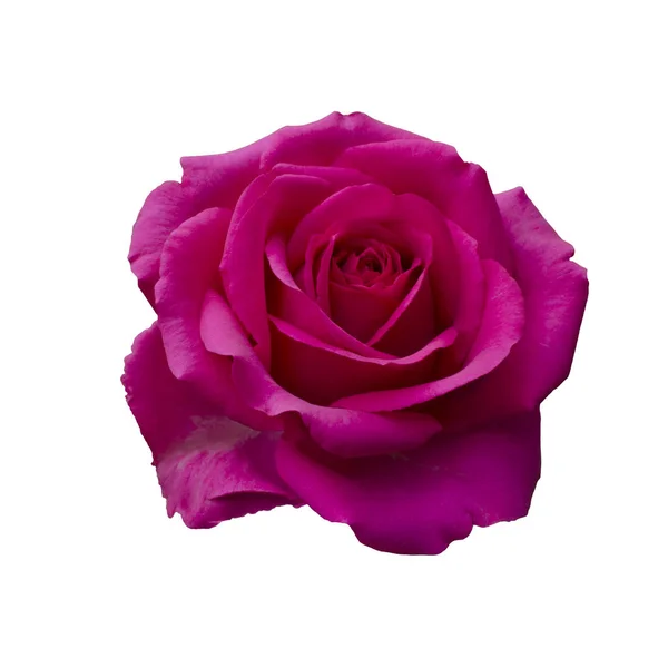 Rosa rosa hermosa — Foto de Stock