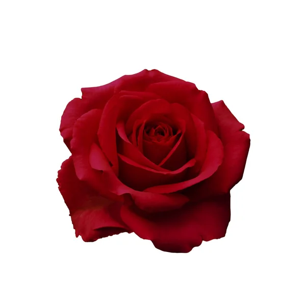 Rose rouge foncé — Photo