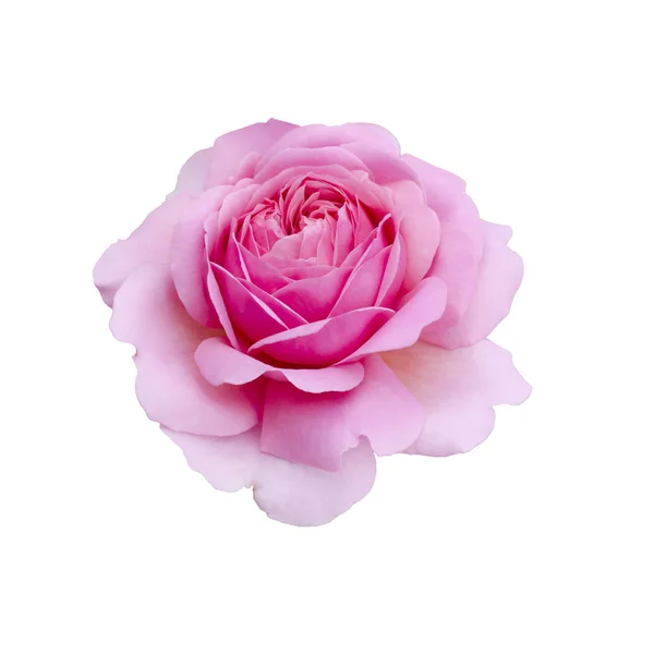 Belle rose rose — Photo