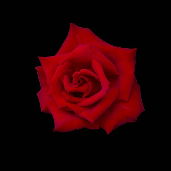 Rosa vermelha escura — Fotografia de Stock