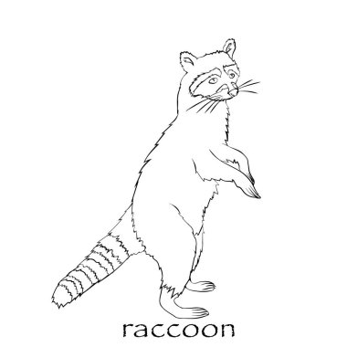 Sevimli çizgi rakun izole
