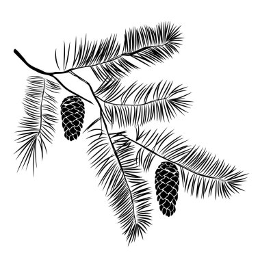 Elle çizilmiş çam ağacı dalı