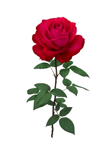 Rosa vermelha brilhante com folhas verdes — Fotografia de Stock