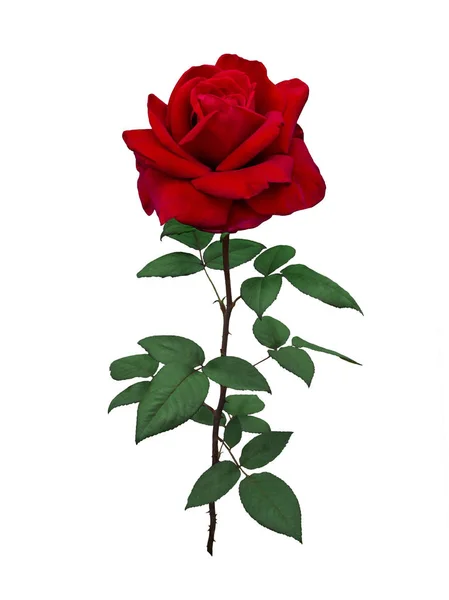 Zářivě červená růže se zelenými listy — Stock fotografie