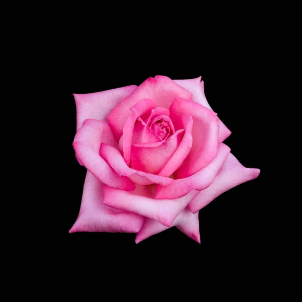 Beautiful pink rose — Stock Photo, Image