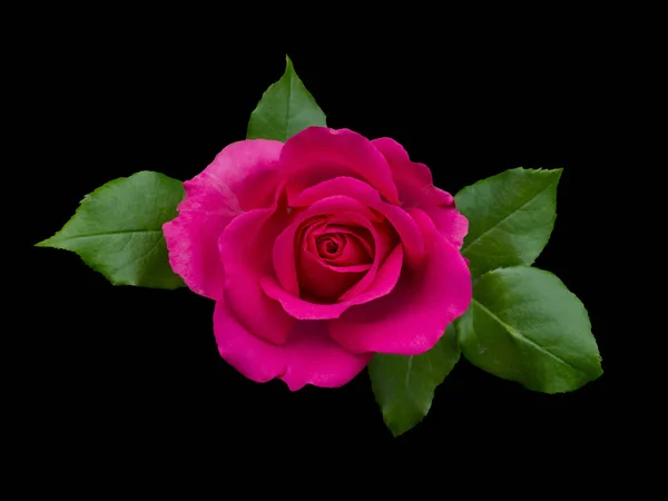 Schöne rosa Rose mit grünen Blättern — Stockfoto