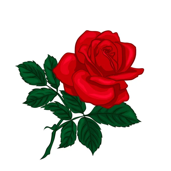 Czerwona róża na białym tle na białym tle. — Wektor stockowy