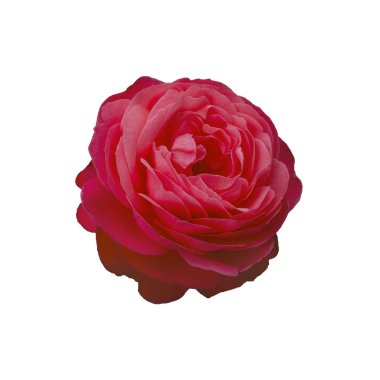 Beyaz bir arka plan üzerinde izole taze güzel kırmızı gül