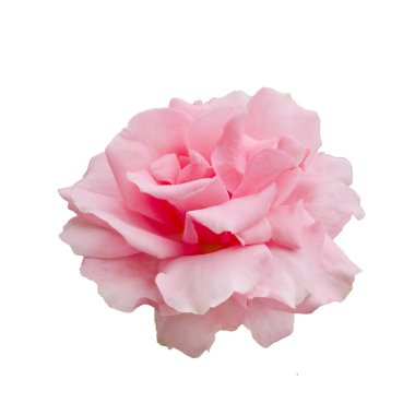 Pembe gül beyaz arkaplanda izole edilmiş.