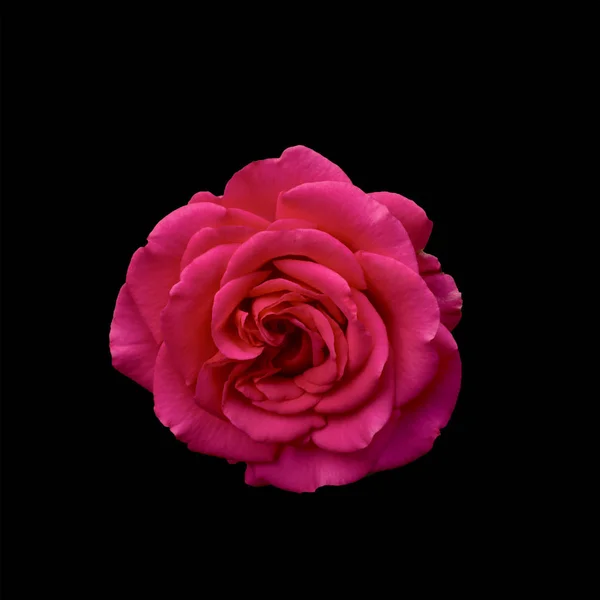 Ciemnoczerwona Róża Jest Czarnym Tle — Zdjęcie stockowe