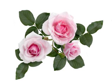 Pembe gül çiçekleri beyaz arkaplanda izole edilmiş.