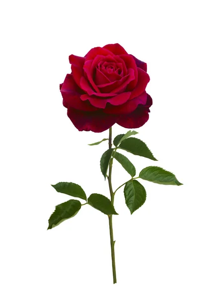 Jasne czerwona róża z zielonych liści — Zdjęcie stockowe