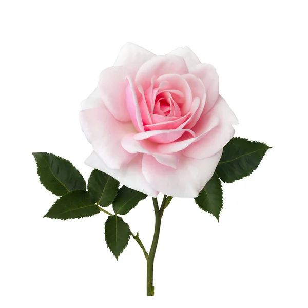 Delicate pink rose with green leaves — Stock Photo, Image