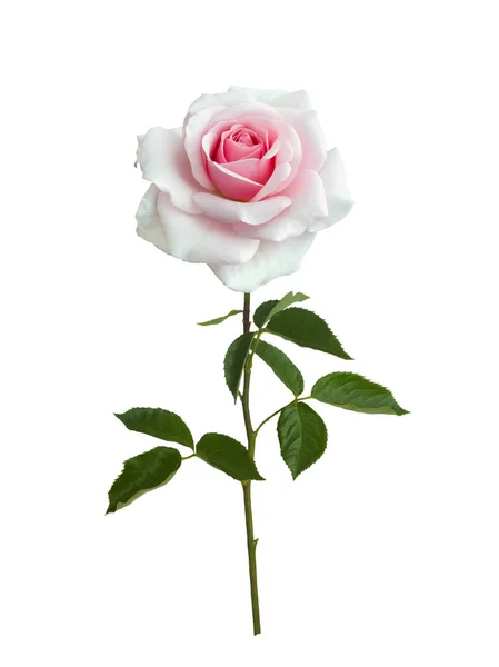 Delikatna Różowa Róża Zielonymi Liśćmi Białym Tle — Zdjęcie stockowe