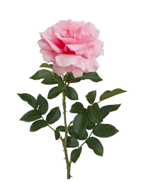 Delikatny różowy róż z zielonymi liśćmi — Zdjęcie stockowe