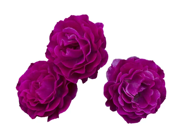 Three beautiful pink roses — Stock Photo, Image