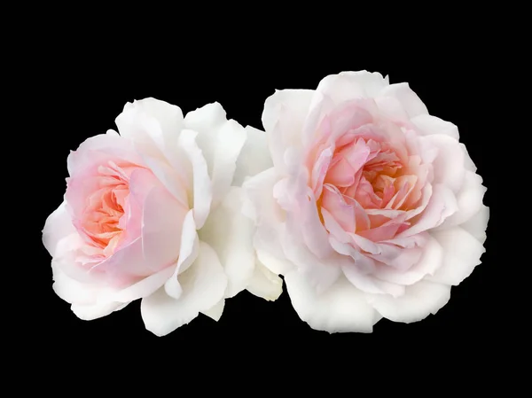 Όμορφο μπουκέτο με λευκά τριαντάφυλλα — Φωτογραφία Αρχείου