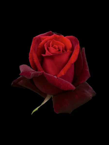 Ciemnoczerwona róża — Zdjęcie stockowe