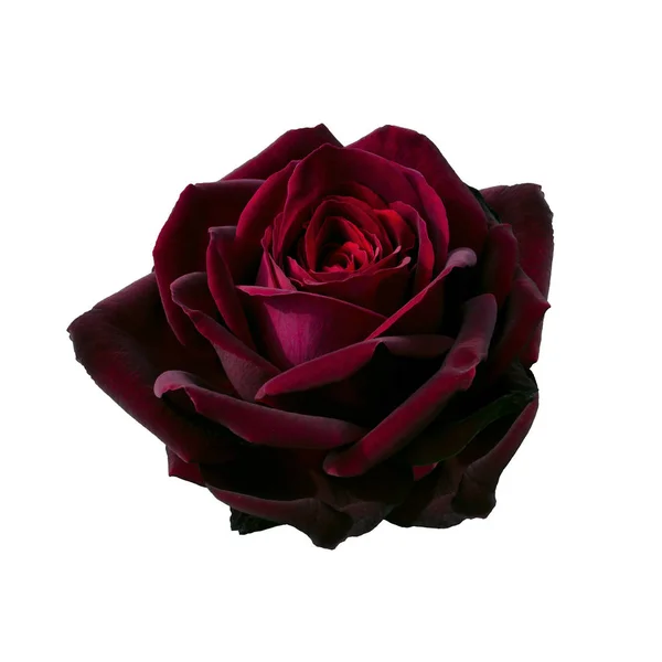 Koyu kırmızı gül