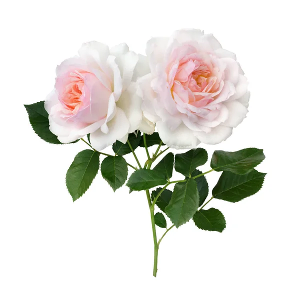 粉红玫瑰花朵在白色背景上的排列 — 图库照片