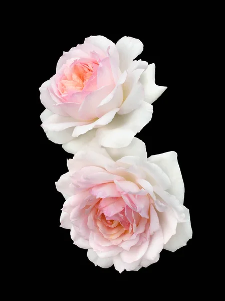 Hermoso ramo de rosas blancas —  Fotos de Stock