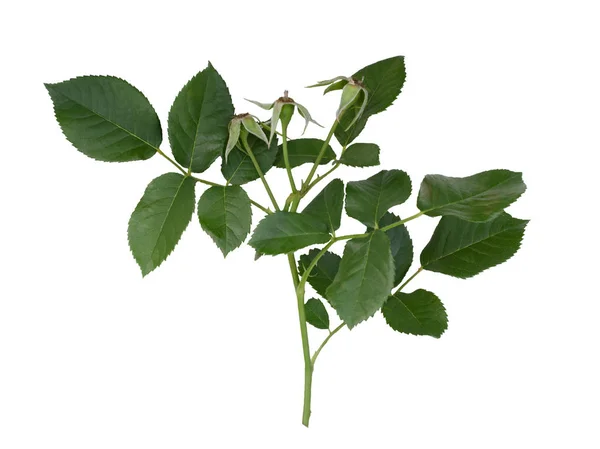 Groene roos bladeren geïsoleerd op wit — Stockfoto