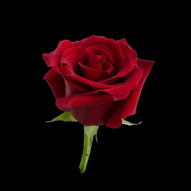 Koyu kırmızı gül