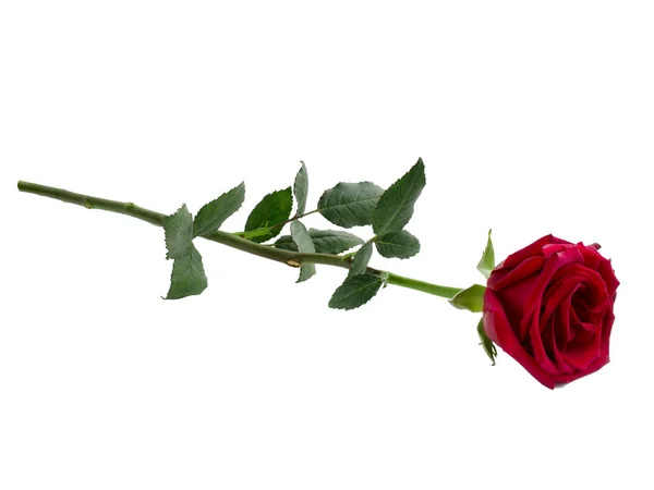 濃い赤のバラ — ストック写真