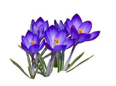 İlk kardelen safran