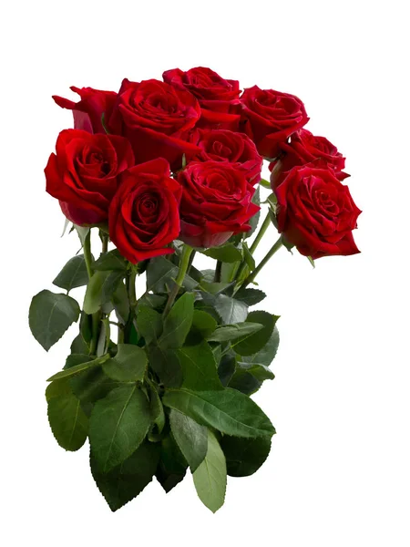 Bouquet of red roses with green foliage — Stock Photo, Image