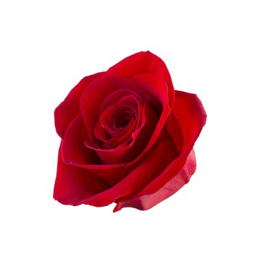 Koyu kırmızı gül