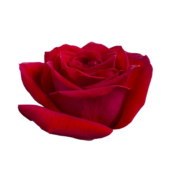 濃い赤のバラ — ストック写真