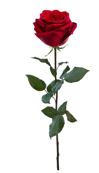 Yeşil yaprakları ile koyu kırmızı gül