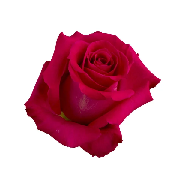 Rosa roja oscura — Foto de Stock