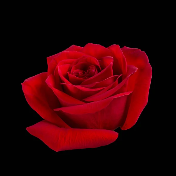 Dunkelrote Rose — Stockfoto