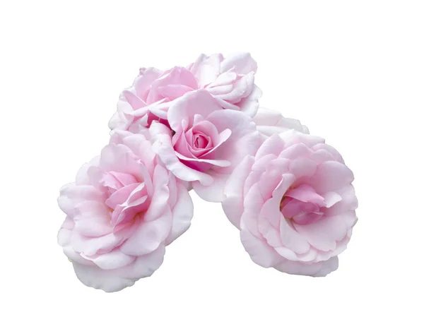 Skupina krásných růžových růží — Stock fotografie