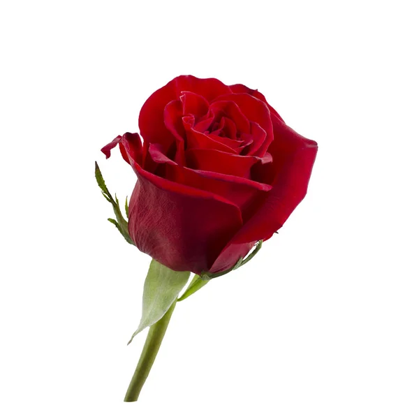 Dunkelrote Rose — Stockfoto