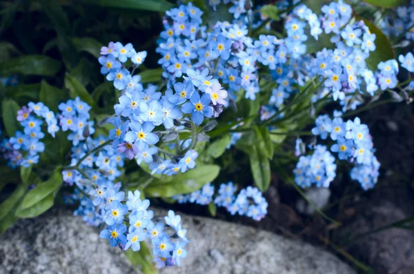 blue forget-me-not flowers in the garden