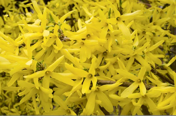 Forsythias flores em plena floração — Fotografia de Stock