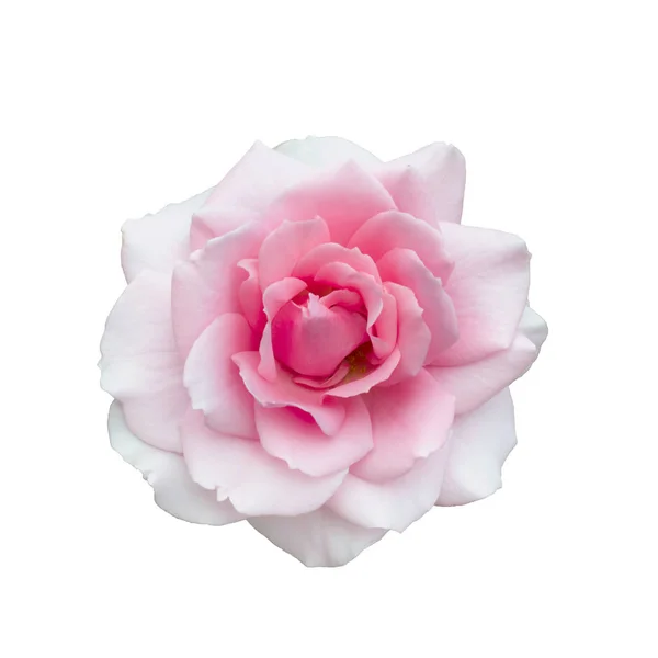 Friss gyönyörű rózsaszín rózsa elszigetelt fehér háttér — Stock Fotó