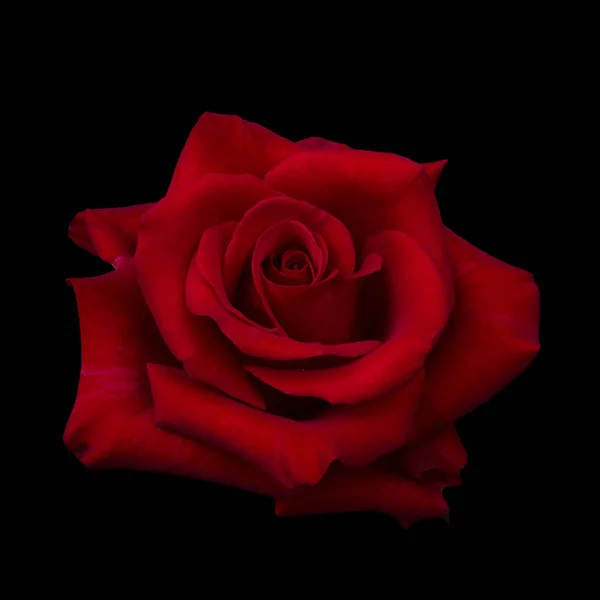 Tmavě červená růže — Stock fotografie